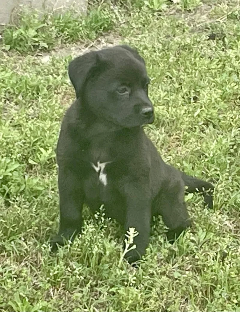 A baby small-sized female Labrador Retriever dog named Esmeray for adoption in Augusta, ME