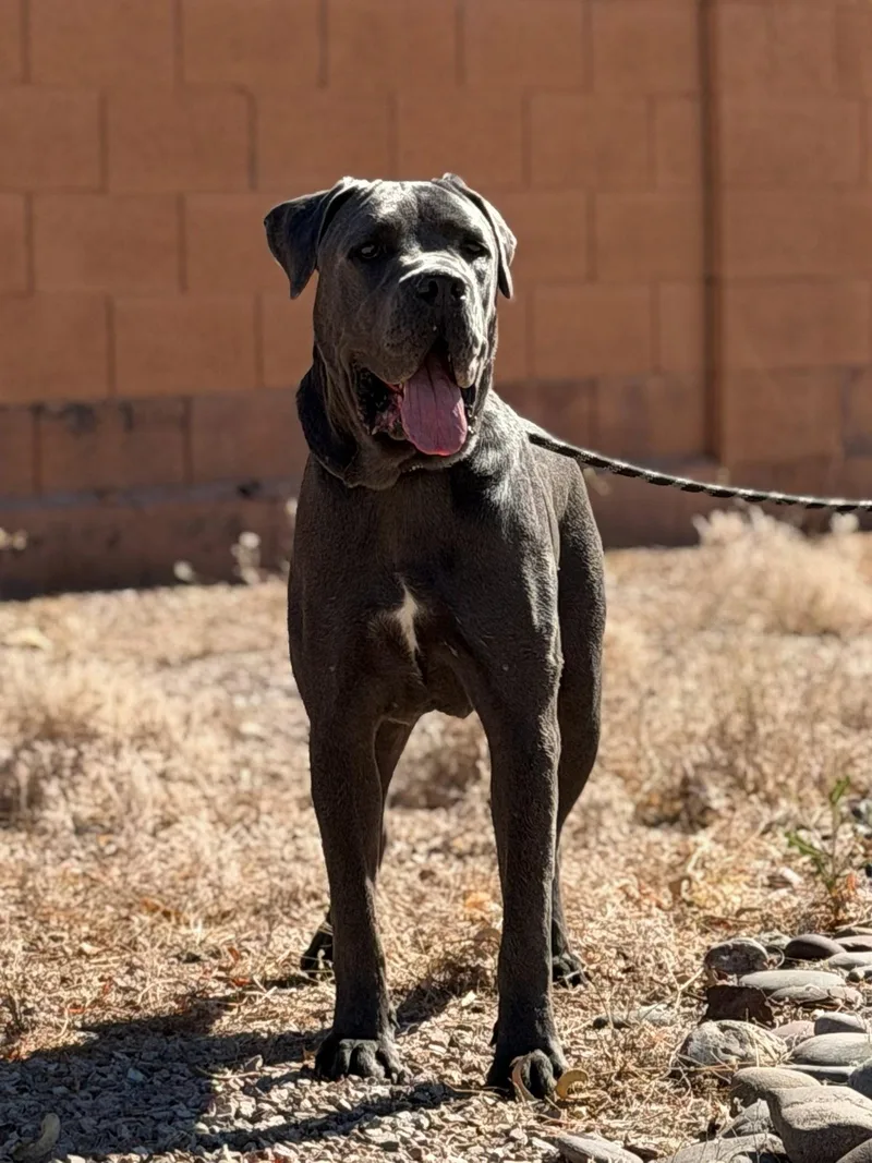 A young medium-sized male Cane Corso dog named Franklin for adoption in Glendale, AZ