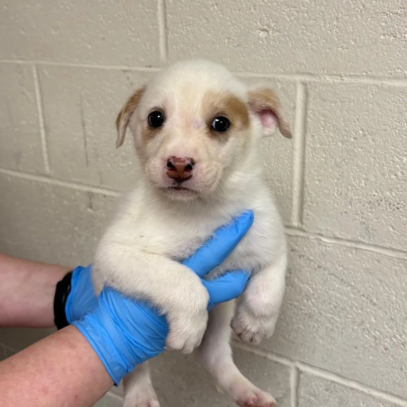 A baby small-sized male White / Cream Mixed Breed dog named Dopey for adoption in East Hanover, NJ