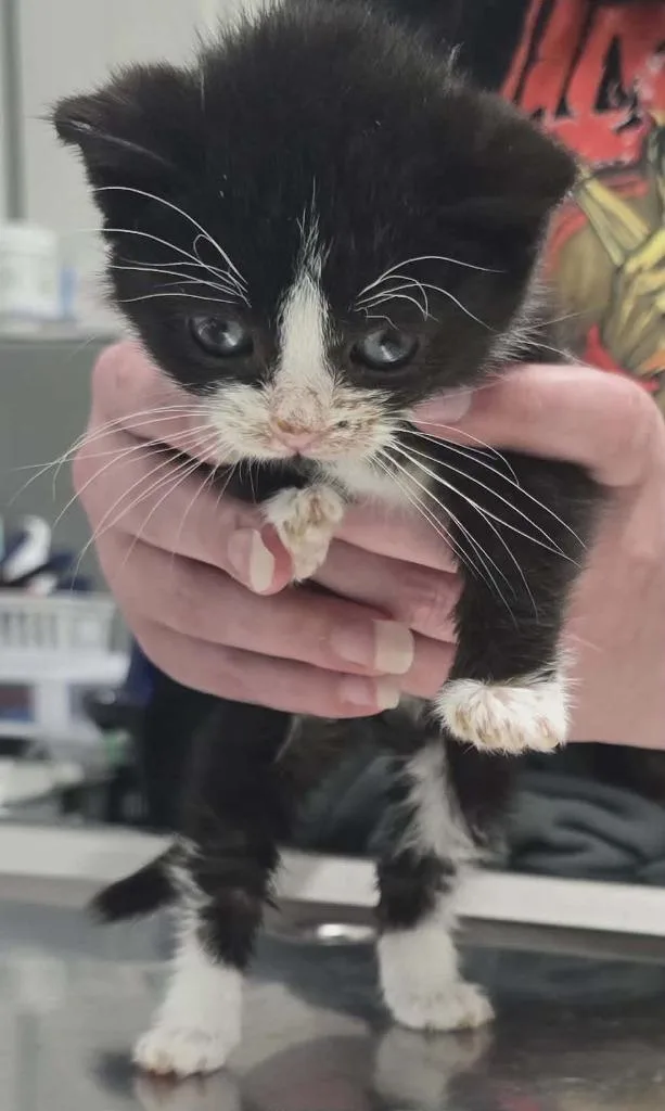 A baby small-sized male Domestic Short Hair cat named Corey for adoption in Hillsdale, IN