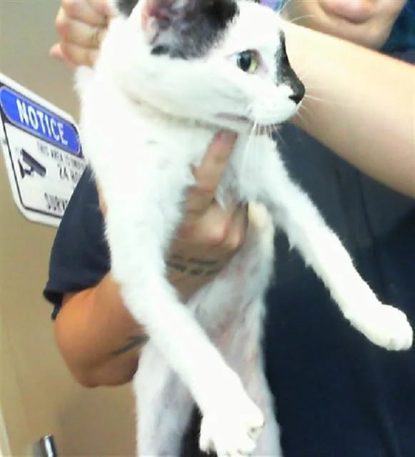 A young medium-sized female Domestic Short Hair cat named Cinderella for adoption in Huntsville, AL