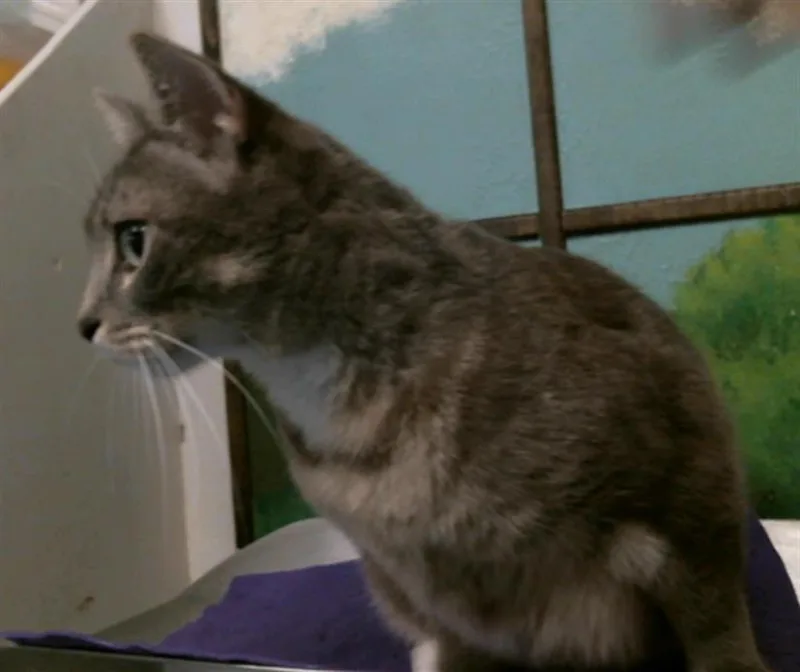 A young medium-sized female Domestic Short Hair cat named Nena for adoption in Houston, TX