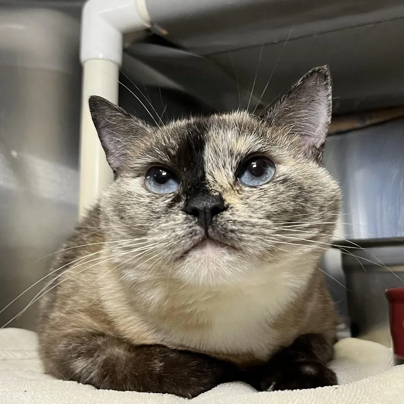 A senior large-sized female Tortoiseshell Domestic Short Hair cat named Judge for adoption in Palm Springs, CA
