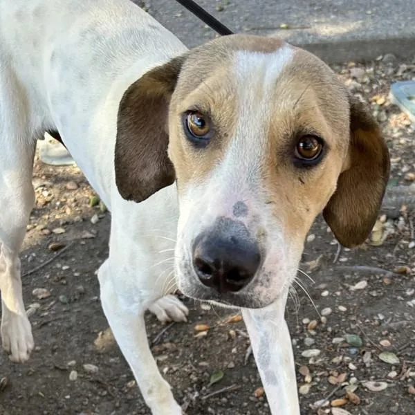 An adult medium-sized male Hound dog named Emiliano for adoption in Dublin, CA