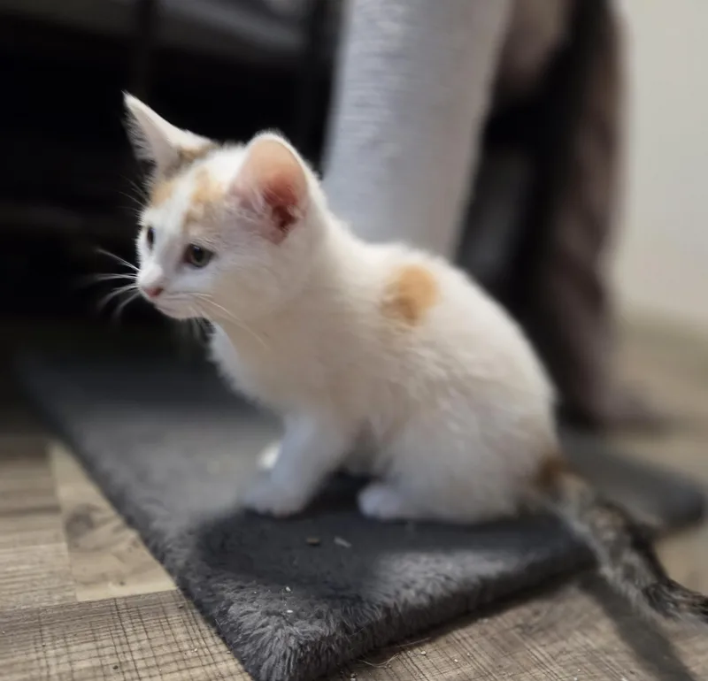 A baby medium-sized female White Domestic Short Hair cat named Yana for adoption in Minneapolis, MN