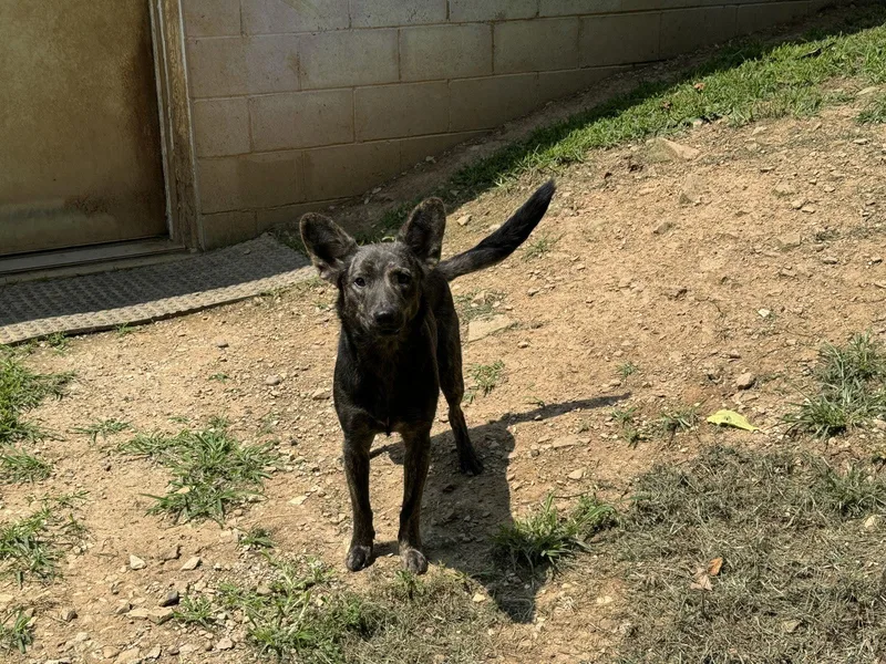 A young medium-sized female Dutch Shepherd dog named Tippy for adoption in New Martinsville, WV