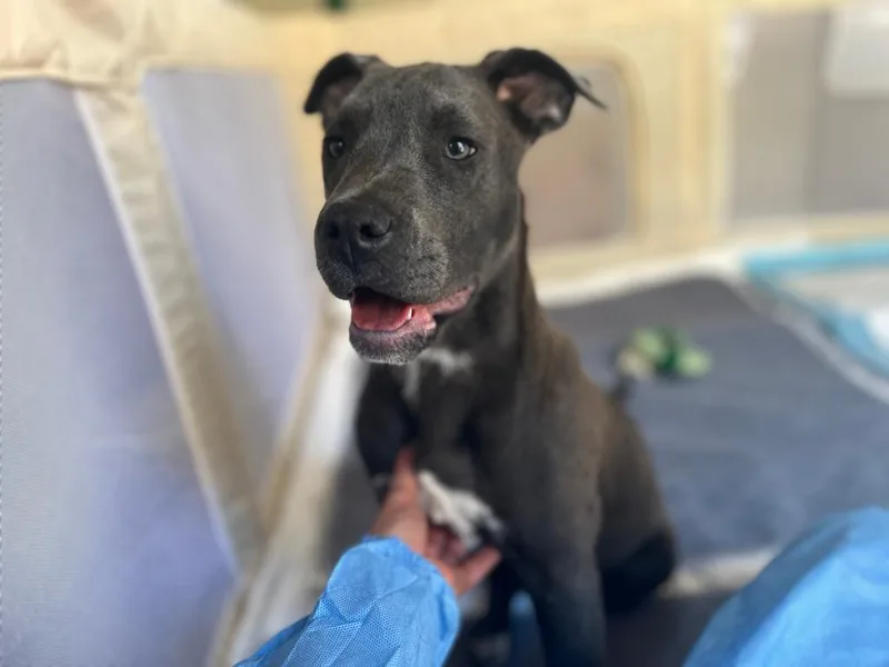 A baby medium-sized female Mixed Breed dog named Charlotte for adoption in Ellijay, GA
