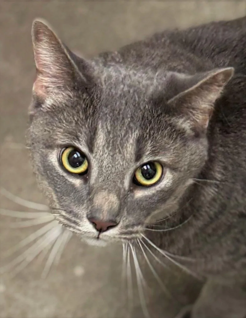 An adult medium-sized male Domestic Short Hair cat named Lunchbox for adoption in Iowa City, IA
