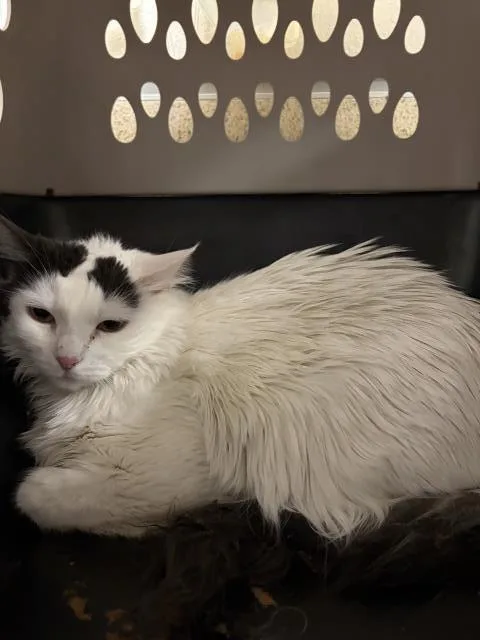 An adult small-sized female Domestic Short Hair cat named Lolita for adoption in Riverside, CA
