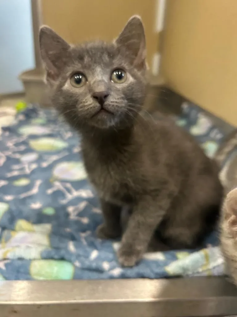 A baby small-sized male Domestic Short Hair cat named Fozzie Bear for adoption in Douglasville, GA