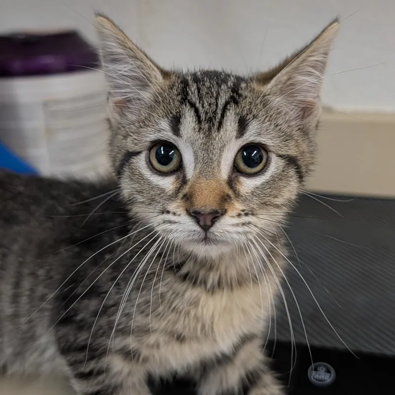 A baby small-sized female Black Domestic Short Hair cat named Tulip for adoption in Ardmore, OK
