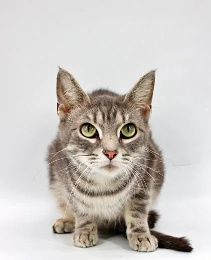 An adult small-sized female Domestic Short Hair cat named Ashlynn for adoption in Morton Grove, IL