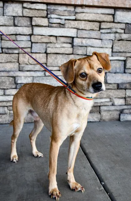 An adult small-sized male Chihuahua dog named Boss for adoption in Yakima, WA