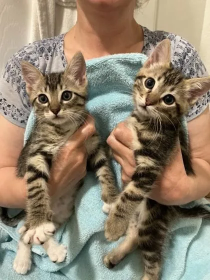 A baby medium-sized male Domestic Short Hair cat named Paul McCartney for adoption in Pleasanton, CA