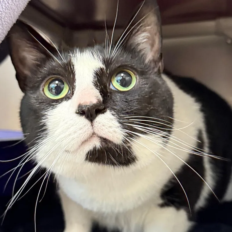 An adult small-sized female Black Domestic Medium Hair cat named Mrs. Whiskers for adoption in Perkiomenville, PA