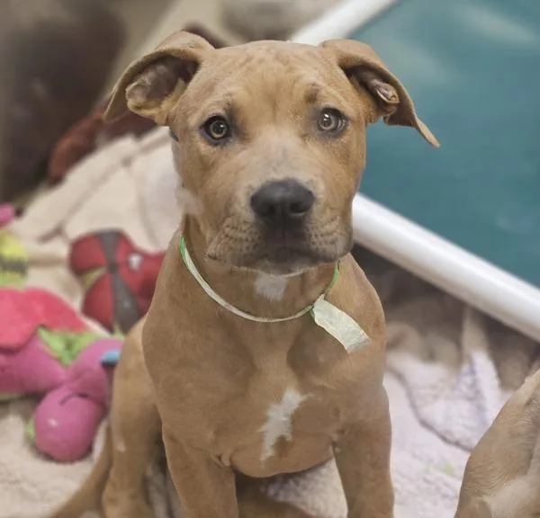 A baby large-sized male Pit Bull Terrier dog named Pumpkin for adoption in Oakland, CA
