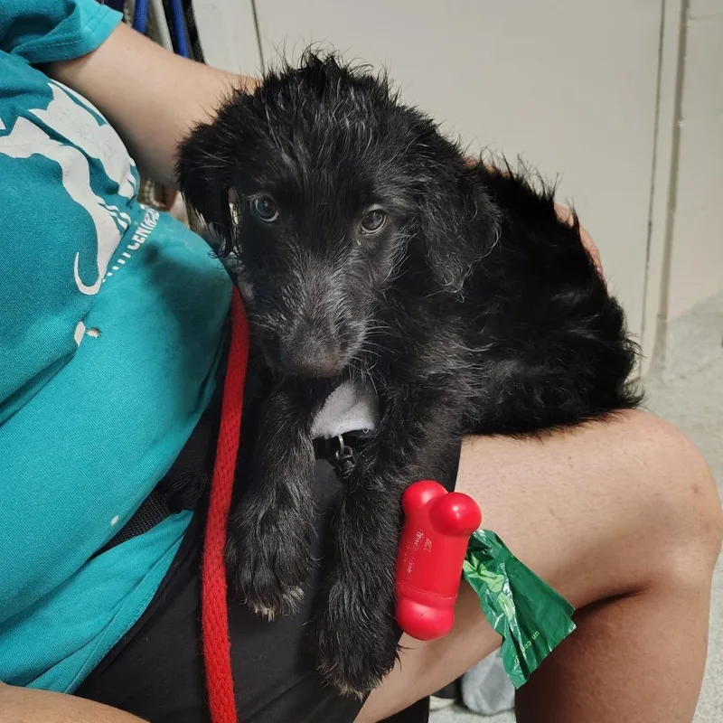 A baby small-sized male Black Mixed Breed dog named Cedar for adoption in Gainesville, FL
