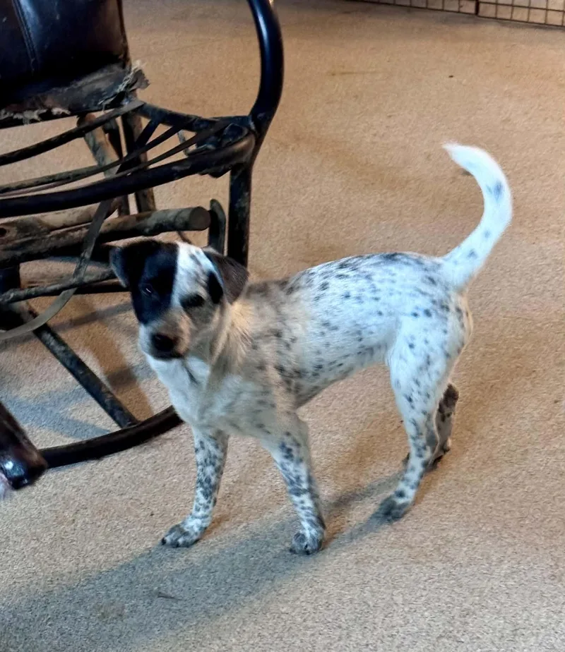 A baby small-sized female Harlequin Australian Cattle Dog / Blue Heeler dog named Kaiya for adoption in Bend, OR