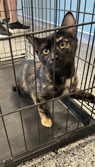 A young medium-sized female Domestic Short Hair cat named A for adoption in Palmetto, FL