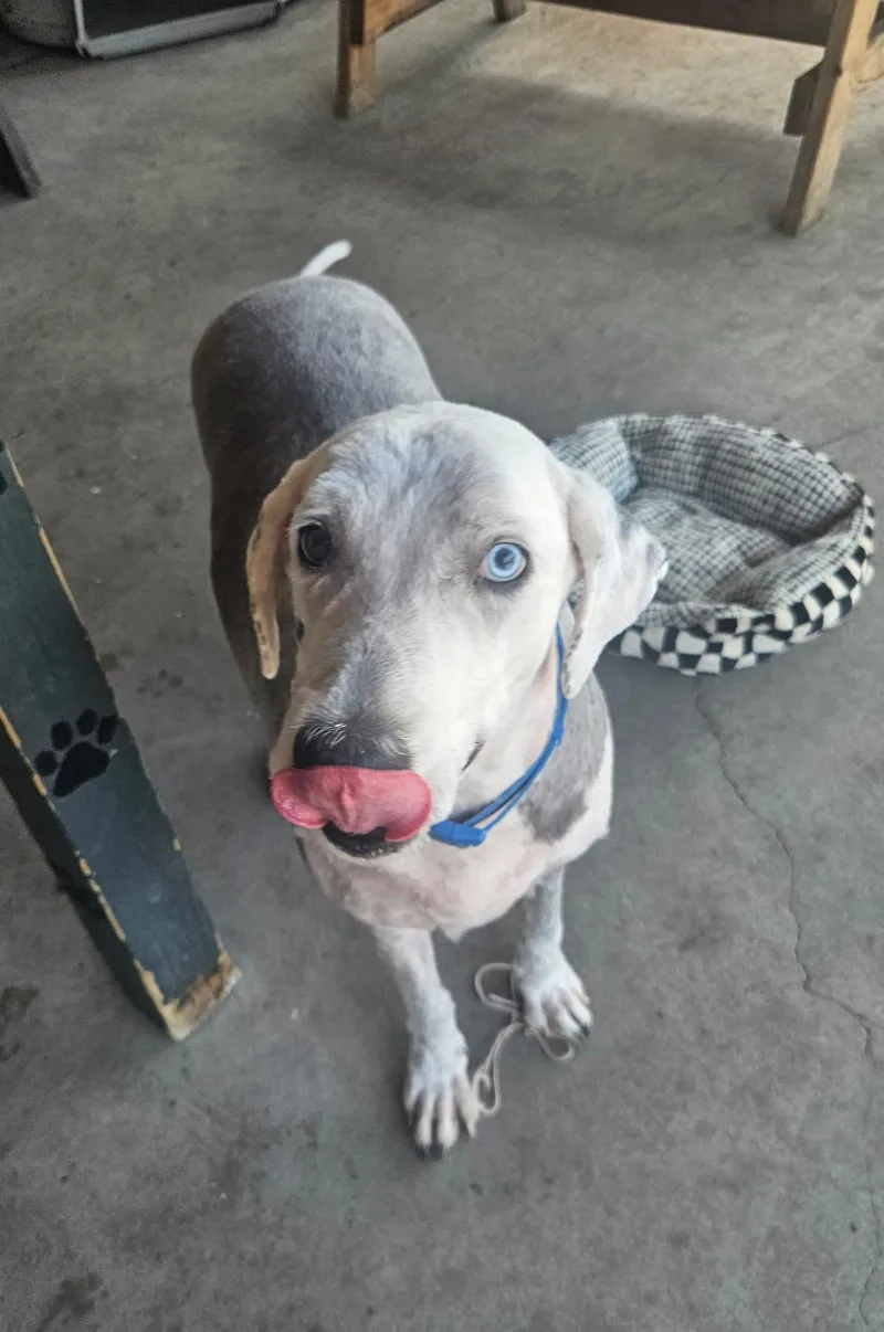 An adult large-sized male White / Cream Old English Sheepdog dog named Oliver Twist for adoption in Plano, TX