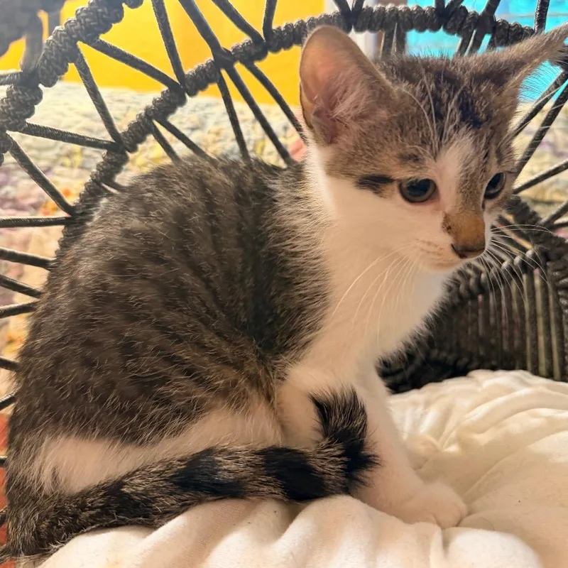 A baby small-sized male Brown / Chocolate Domestic Short Hair cat named Maverick for adoption in Flower Mound, TX