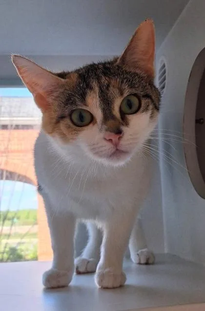 An adult small-sized female Domestic Short Hair cat named Gaia for adoption in Fairfax, VA