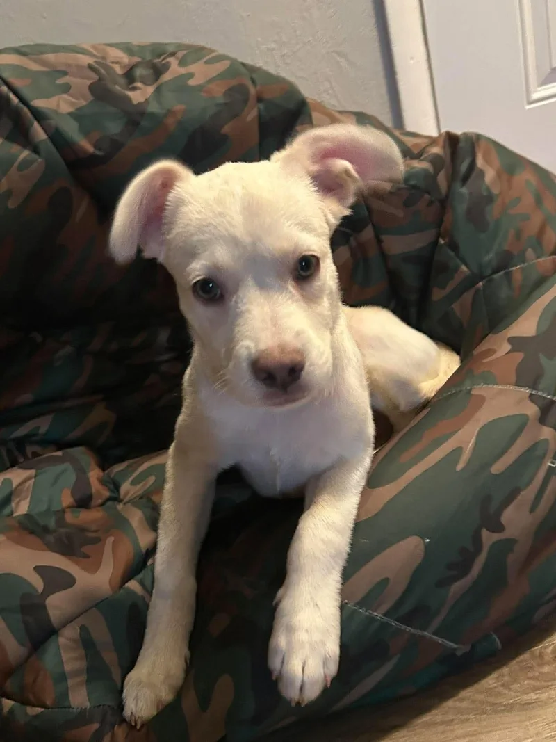 A baby small-sized male Chihuahua dog named Marshall for adoption in New Smyrna Beach, FL