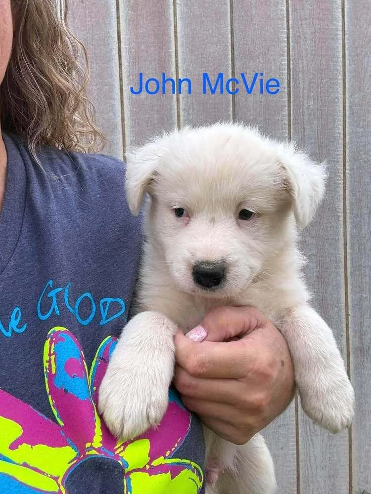 A baby small-sized male White / Cream Australian Cattle Dog / Blue Heeler dog named John McVie for adoption in Waunakee, WI