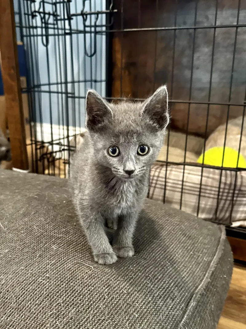 A baby small-sized female Gray / Blue / Silver Domestic Short Hair cat named Mercury for adoption in Hartland, MI