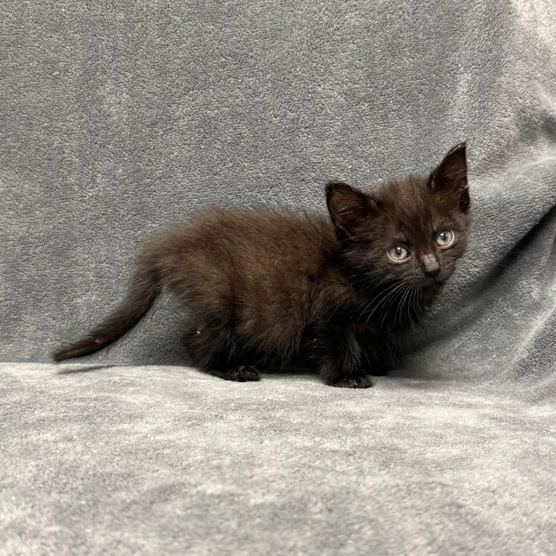 A baby medium-sized male Domestic Short Hair cat named Blink for adoption in Brenham, TX