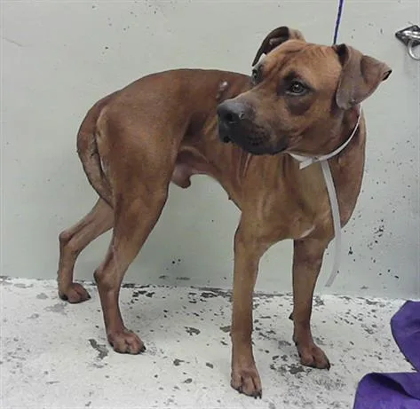 An adult large-sized male Staffordshire Bull Terrier dog named Baxter for adoption in Houston, TX