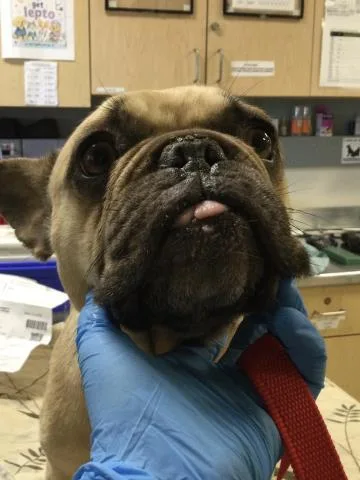 An adult small-sized female French Bulldog dog named Pollie for adoption in Riverside, CA