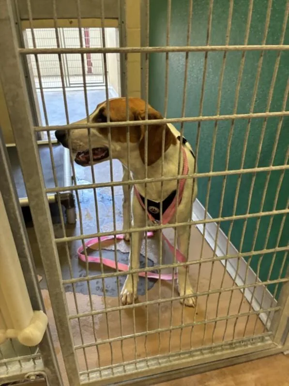 A baby large-sized female Foxhound dog named Dixie for adoption in Texas City, TX