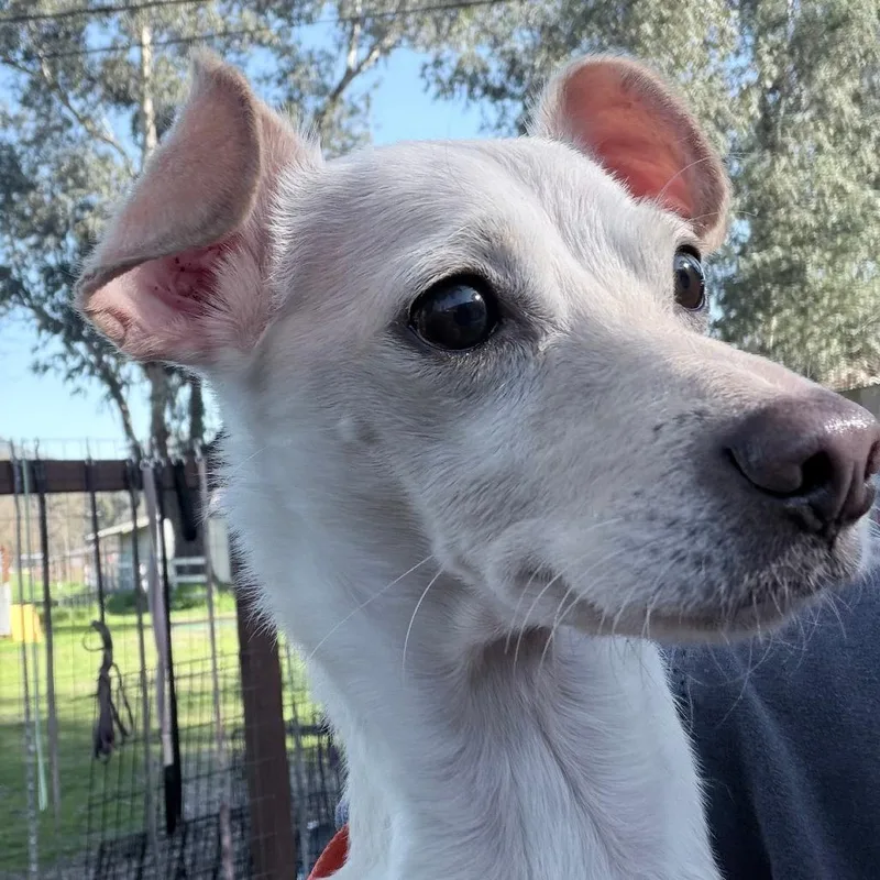 An adult small-sized female White / Cream Chihuahua dog named Daisy for adoption in Sonoma, CA