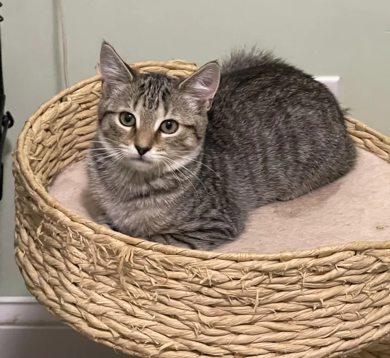 A baby medium-sized female Tabby (Brown / Chocolate) Tabby cat named Kensington for adoption in Richmond, VA