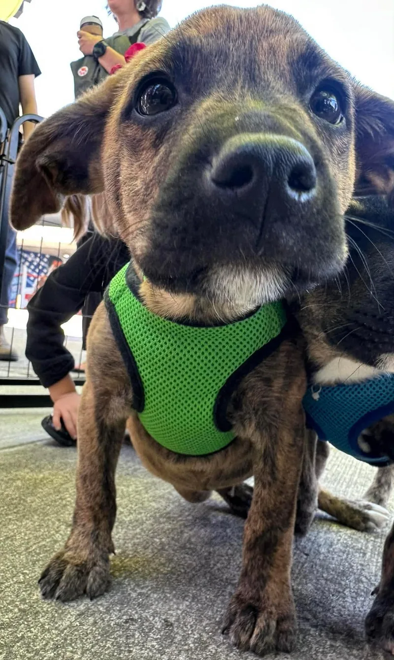 A baby medium-sized male Mountain Cur dog named Jermaine Jackson for adoption in Germantown, OH