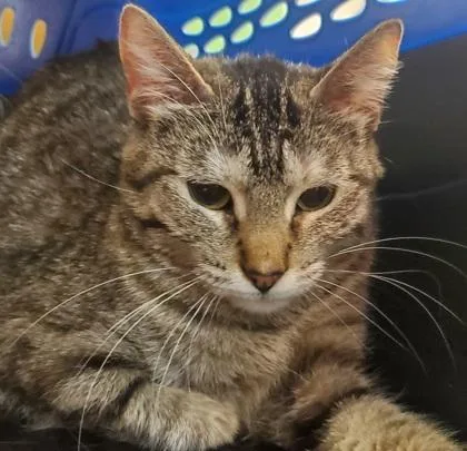 An adult large-sized female Domestic Short Hair cat named Farf for adoption in Kansas City, MO