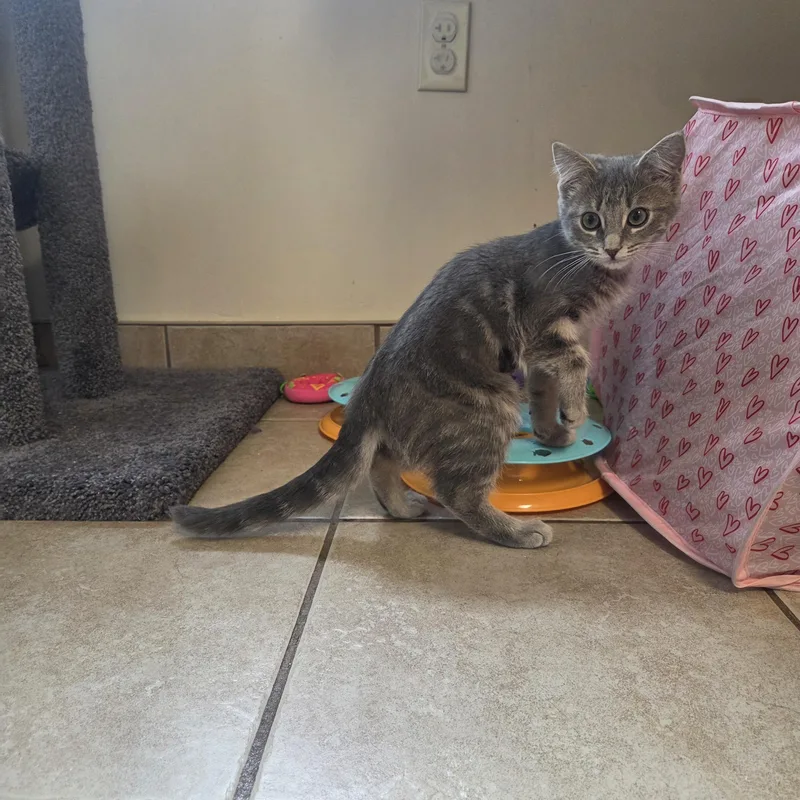 A baby medium-sized female Gray / Blue / Silver Tabby cat named Lark for adoption in West Branch, MI