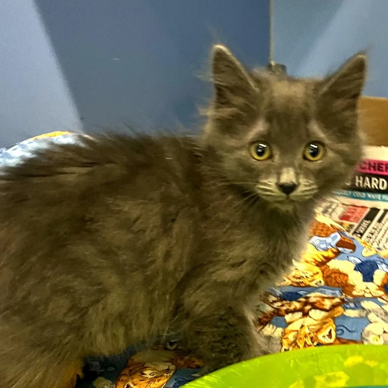 A baby small-sized male Black Domestic Short Hair cat named Mars for adoption in Cheyenne, WY