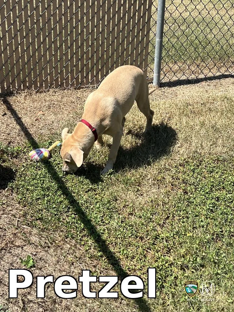 Pretzel