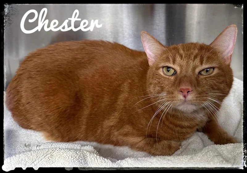 An adult large-sized male Domestic Short Hair cat named Chester for adoption in El Cajon, CA