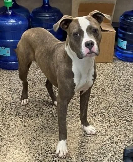 A young small-sized female Pit Bull Terrier dog named Amapola for adoption in Tracy, CA