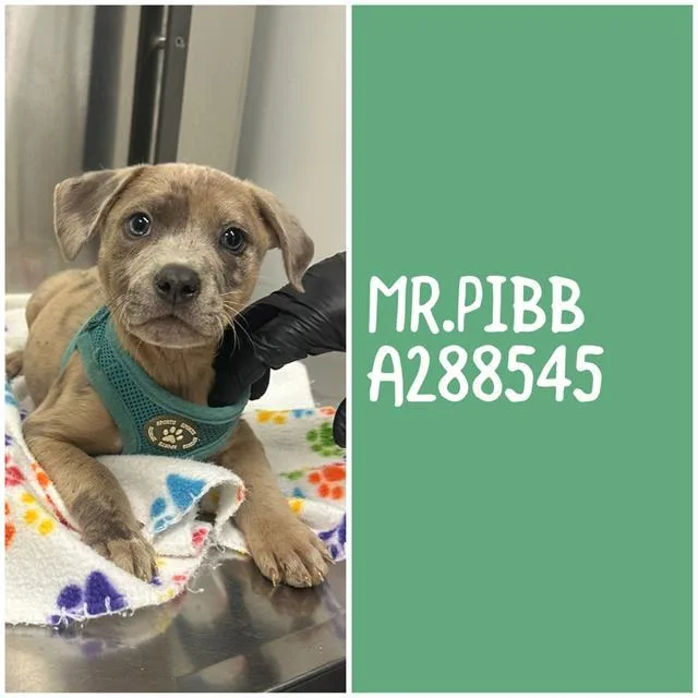 A baby small-sized male Mixed Breed dog named Mr.pibb for adoption in Macon, GA
