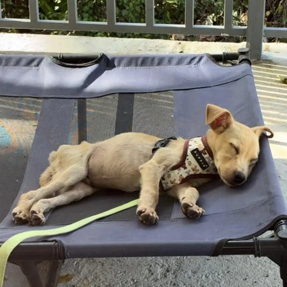 A baby medium-sized male Yellow Labrador Retriever dog named Gualdo for adoption in Humacao, PR