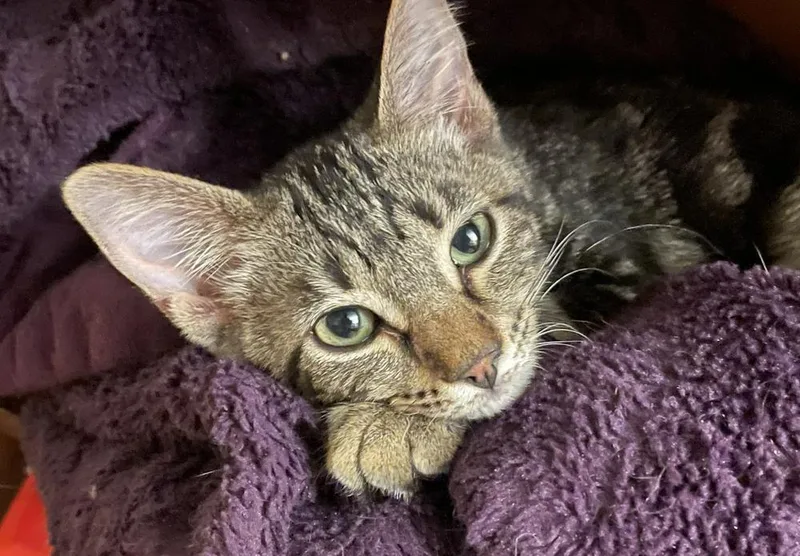 A young medium-sized female Domestic Short Hair cat named Francis for adoption in Little Rock, AR