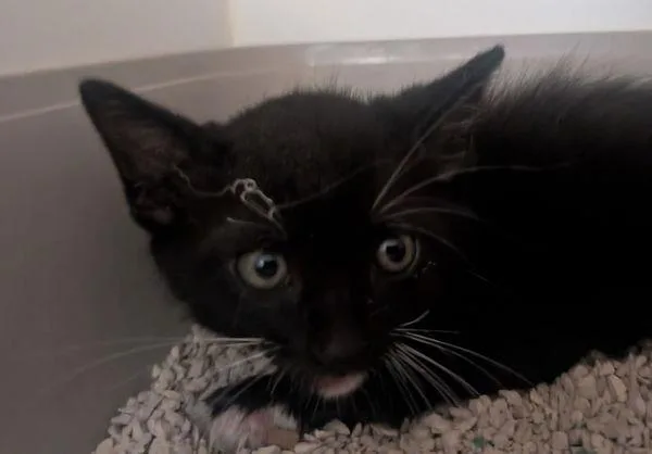 A baby small-sized male Domestic Short Hair cat named Singe for adoption in El Cajon, CA