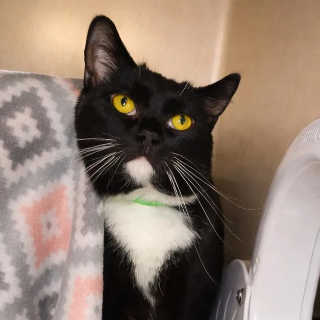 An adult medium-sized female Black Domestic Short Hair cat named Olive for adoption in Fort Wayne, IN