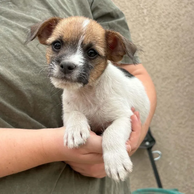 A baby small-sized male Cairn Terrier dog named Boogie for adoption in Brentwood, CA