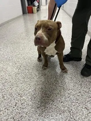 An adult medium-sized male Terrier dog named Pork Rind for adoption in Gastonia, NC