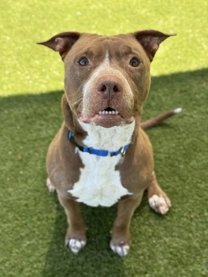 Pork Rind thumbnail 2